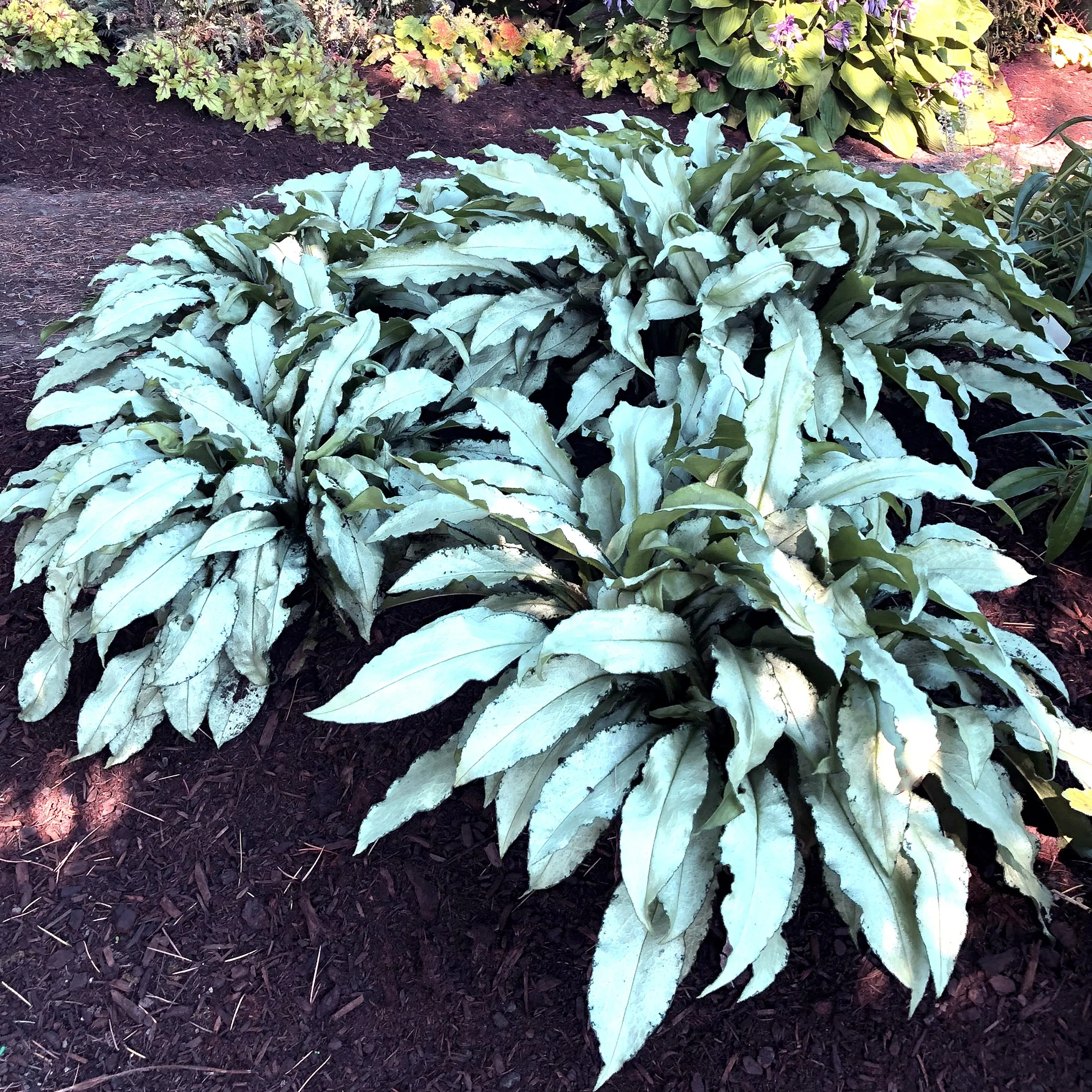 ‘Silver Scimitar’ Pulmonaria | Creekside Champions™ - Image 4
