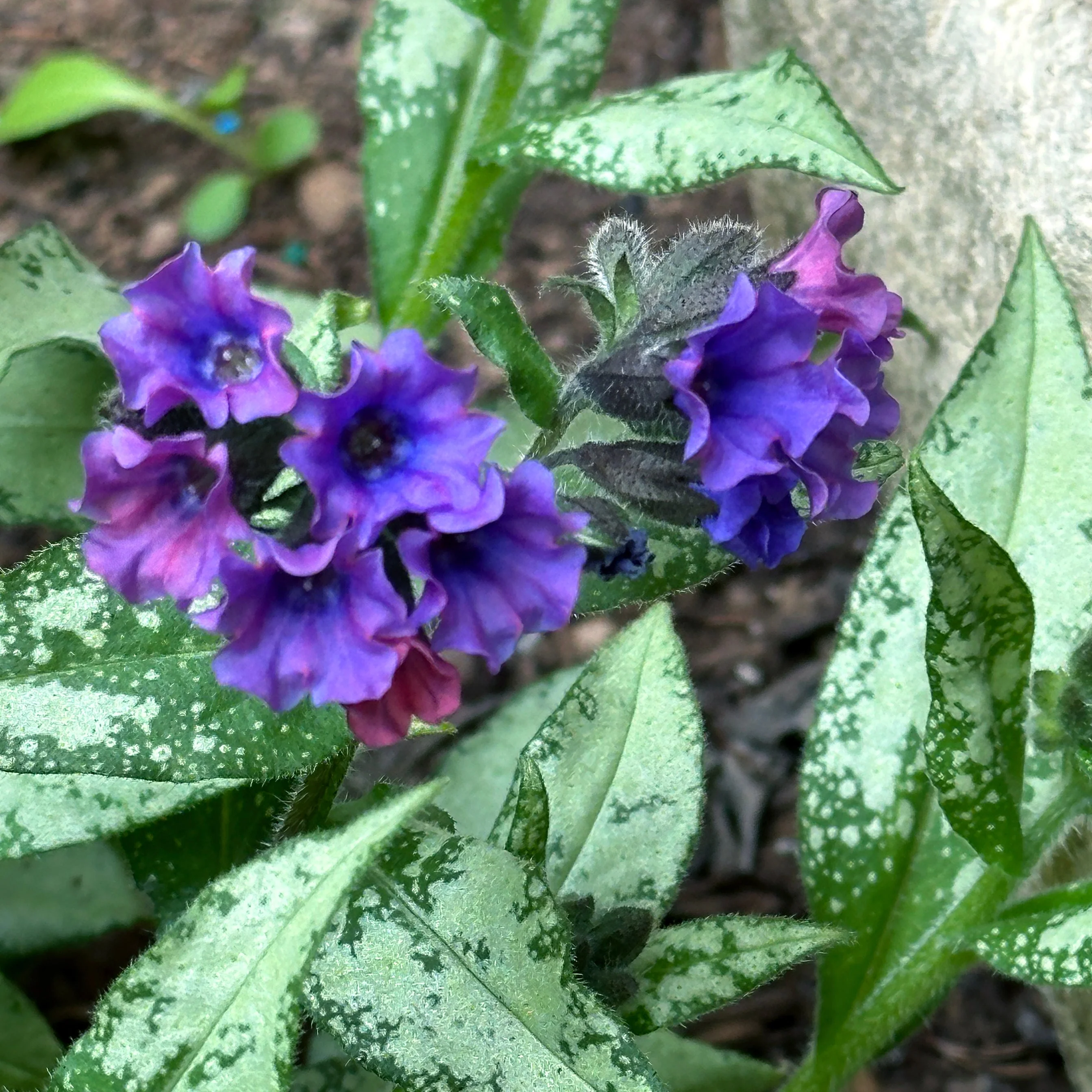 ‘Silver Scimitar’ Pulmonaria | Creekside Champions™ - Image 5