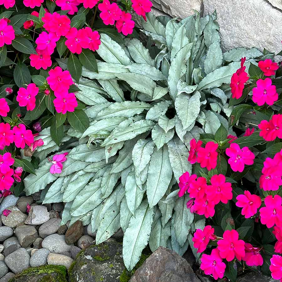 ‘Silver Scimitar’ Pulmonaria | Creekside Champions™ - Image 6