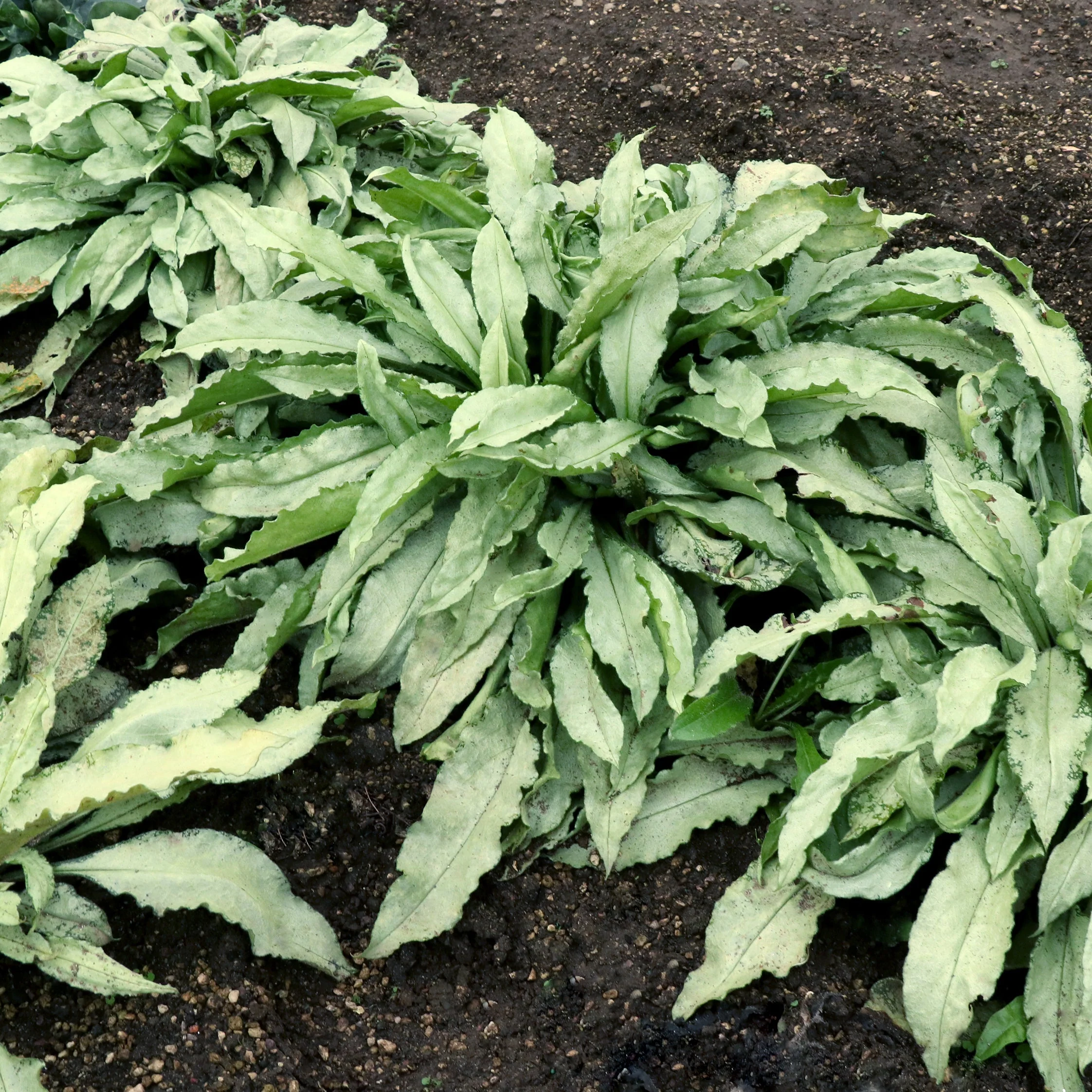 ‘Silver Scimitar’ Pulmonaria | Creekside Champions™ - Image 7
