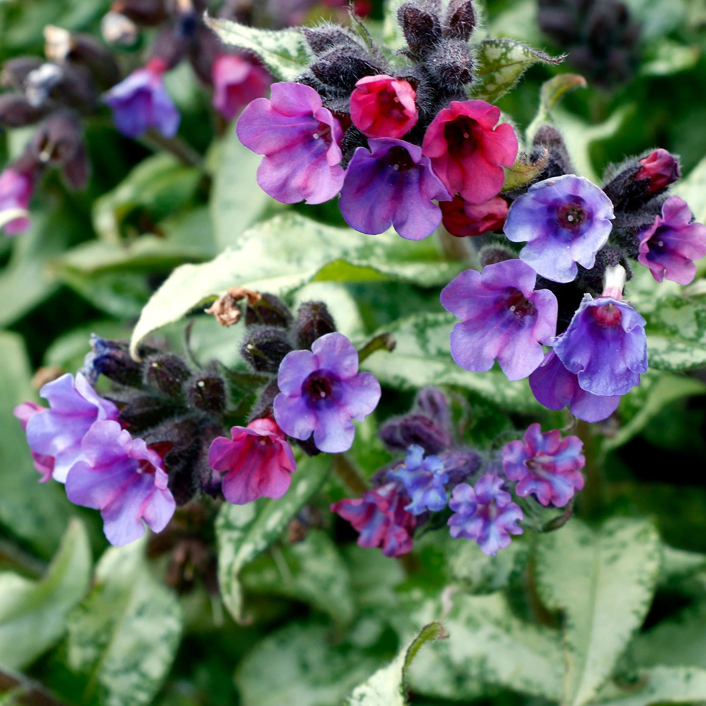 ‘Silver Scimitar’ Pulmonaria | Creekside Champions™ - Image 8