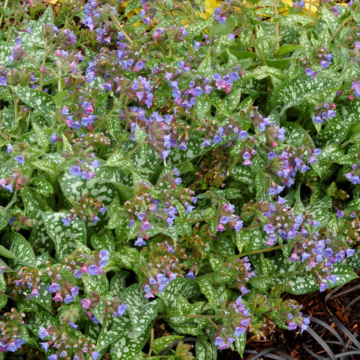 Trevi Fountain’ Pulmonaria | Creekside Champions™ - Image 3