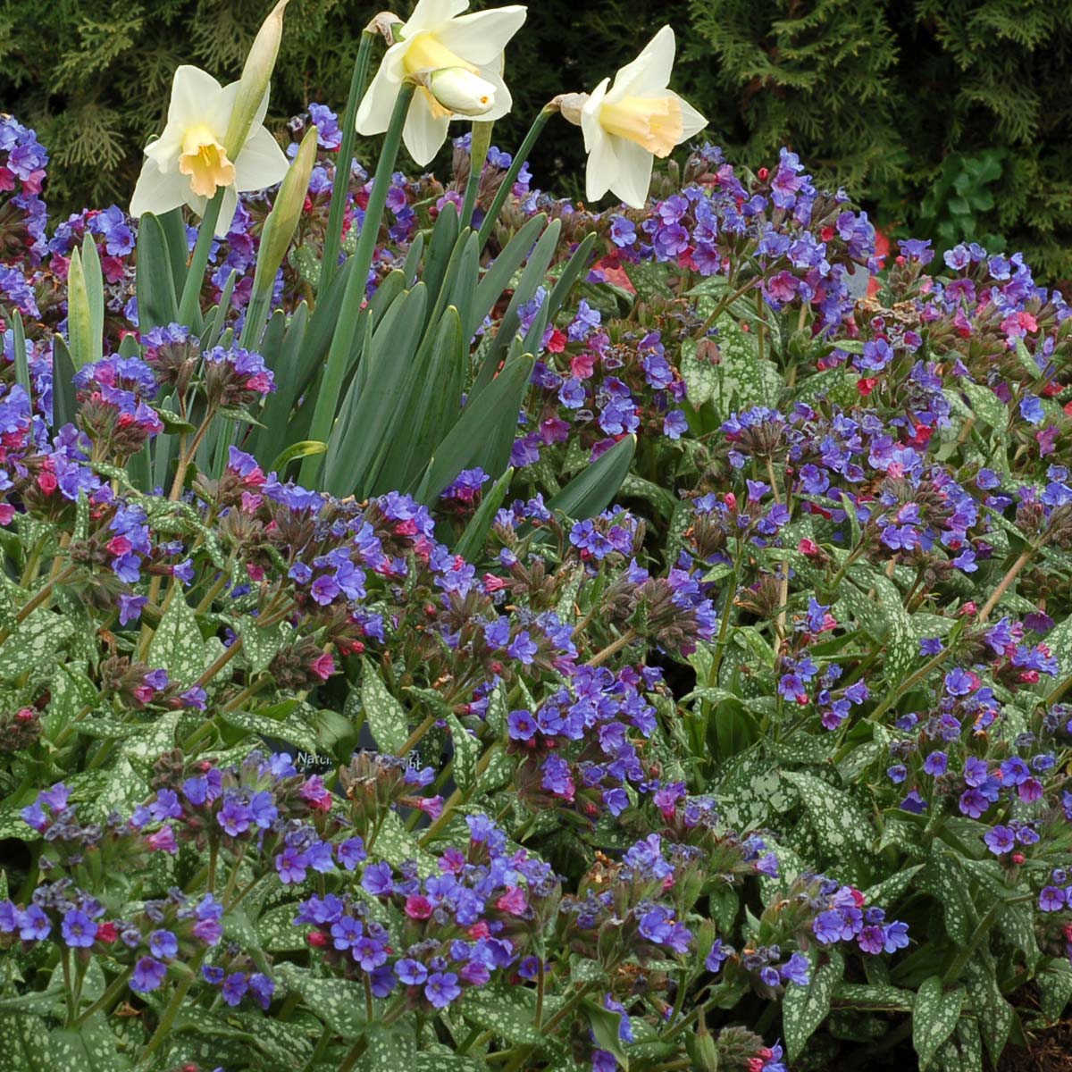 Trevi Fountain’ Pulmonaria | Creekside Champions™ - Image 4