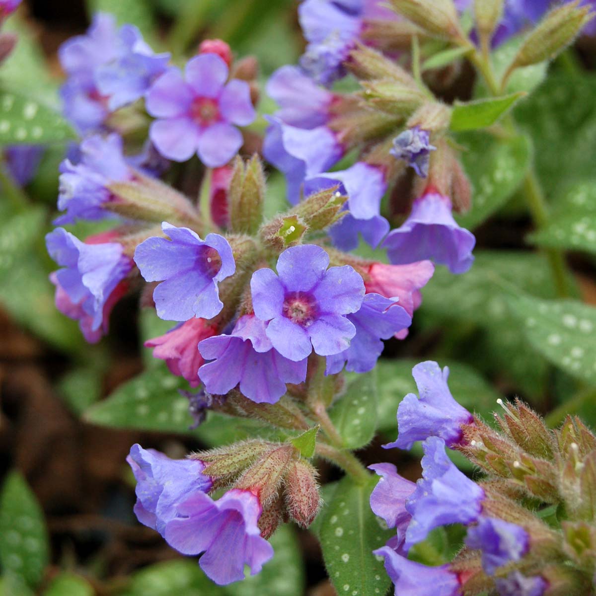 Trevi Fountain’ Pulmonaria | Creekside Champions™ - Image 5