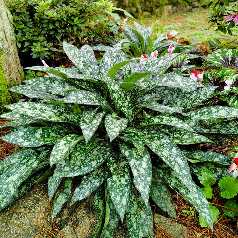 Trevi Fountain’ Pulmonaria | Creekside Champions™ - Image 6