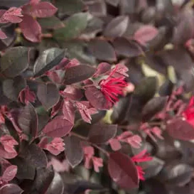 Purple Daydream® Dwarf Loropetalum
