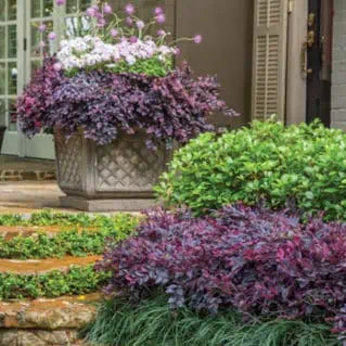Purple Daydream® Dwarf Loropetalum - Image 2