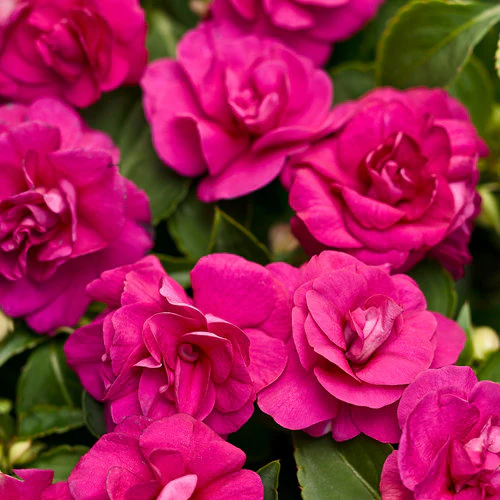 Rockapulco® Purple Double Impatiens | Proven Winners® - Image 2