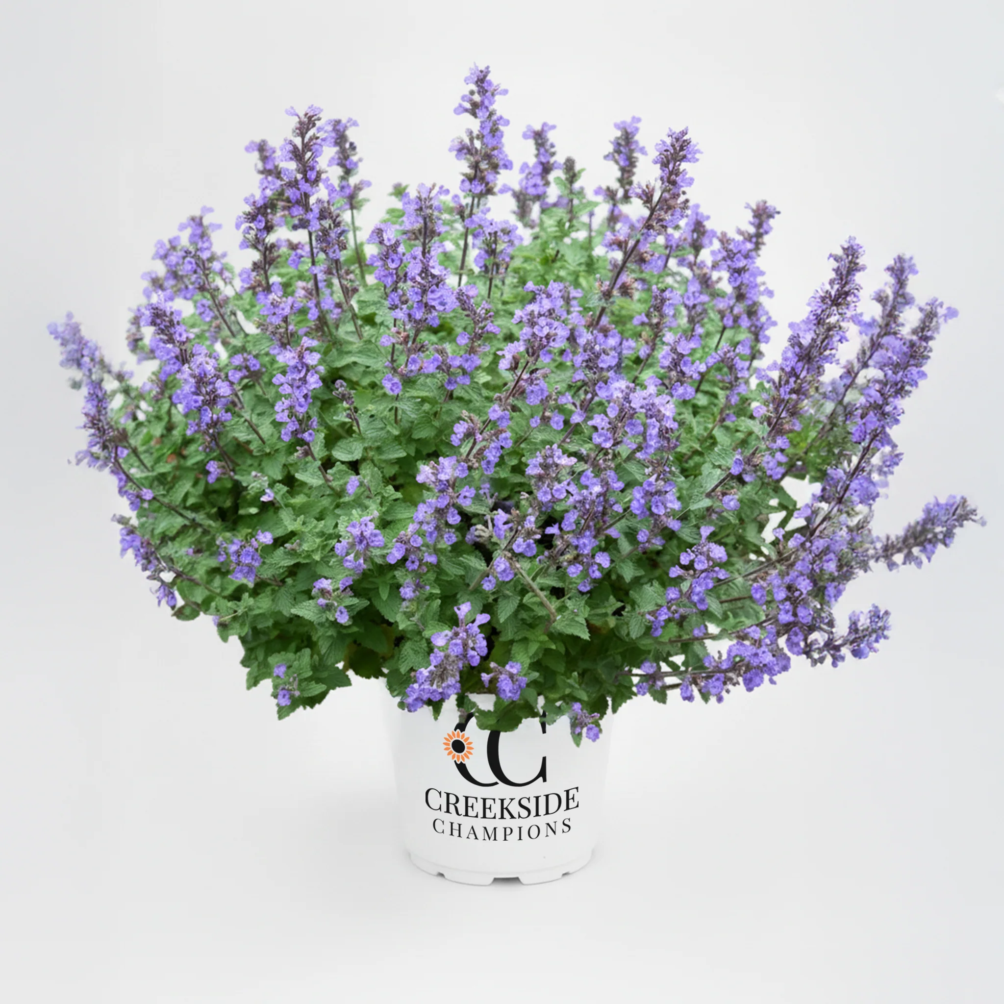 Purrsian Blue' Nepeta | Creekside Champions™