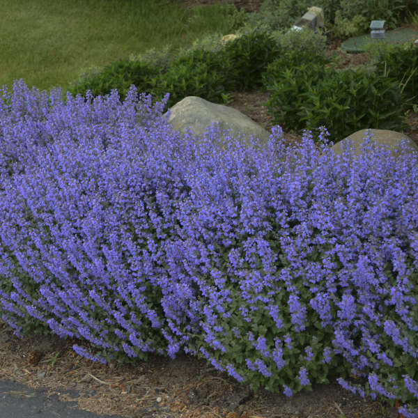 Purrsian Blue' Nepeta | Creekside Champions™ - Image 2