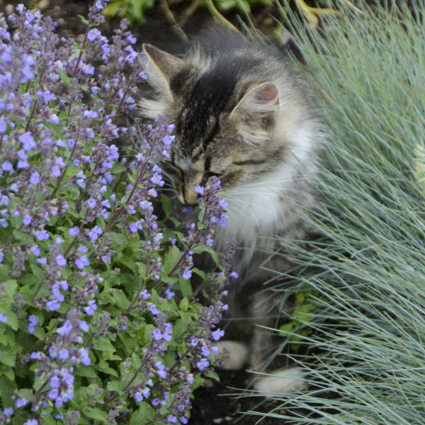 Purrsian Blue' Nepeta | Creekside Champions™ - Image 5