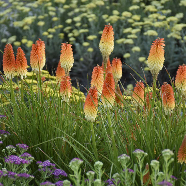 Pyromania® 'Hot and Cold' kniphofia | Proven Winners - Image 3