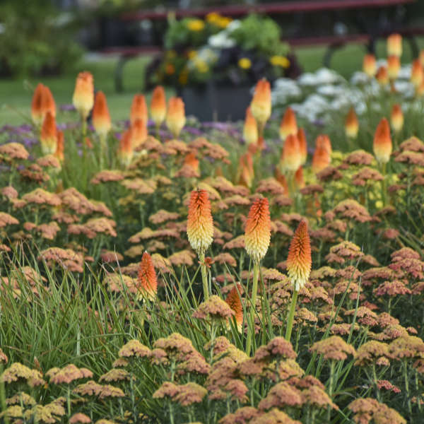 Pyromania® 'Hot and Cold' kniphofia | Proven Winners - Image 4