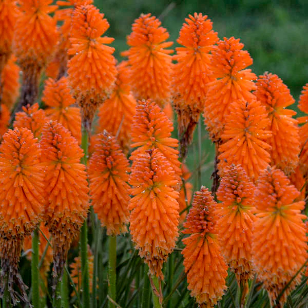 Pyromania® 'Orange Blaze' kniphofia | Proven Winners