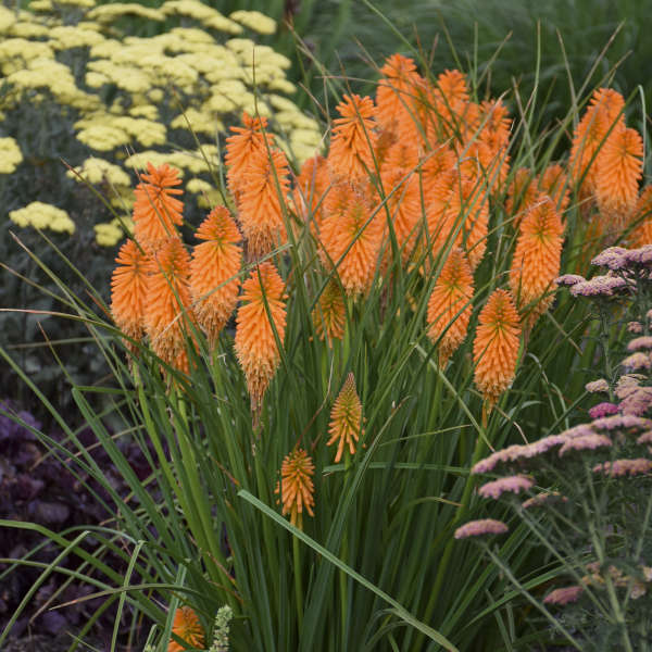 Pyromania® 'Orange Blaze' kniphofia | Proven Winners - Image 2