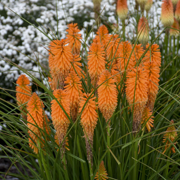 Pyromania® 'Orange Blaze' kniphofia | Proven Winners - Image 3