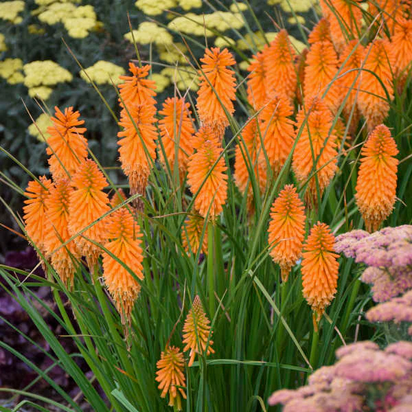 Pyromania® 'Orange Blaze' kniphofia | Proven Winners - Image 4