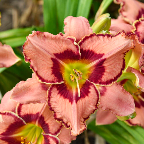 Rainbow Rhythm® Fearfully and Wonderfully Made Daylily | Proven Winners®