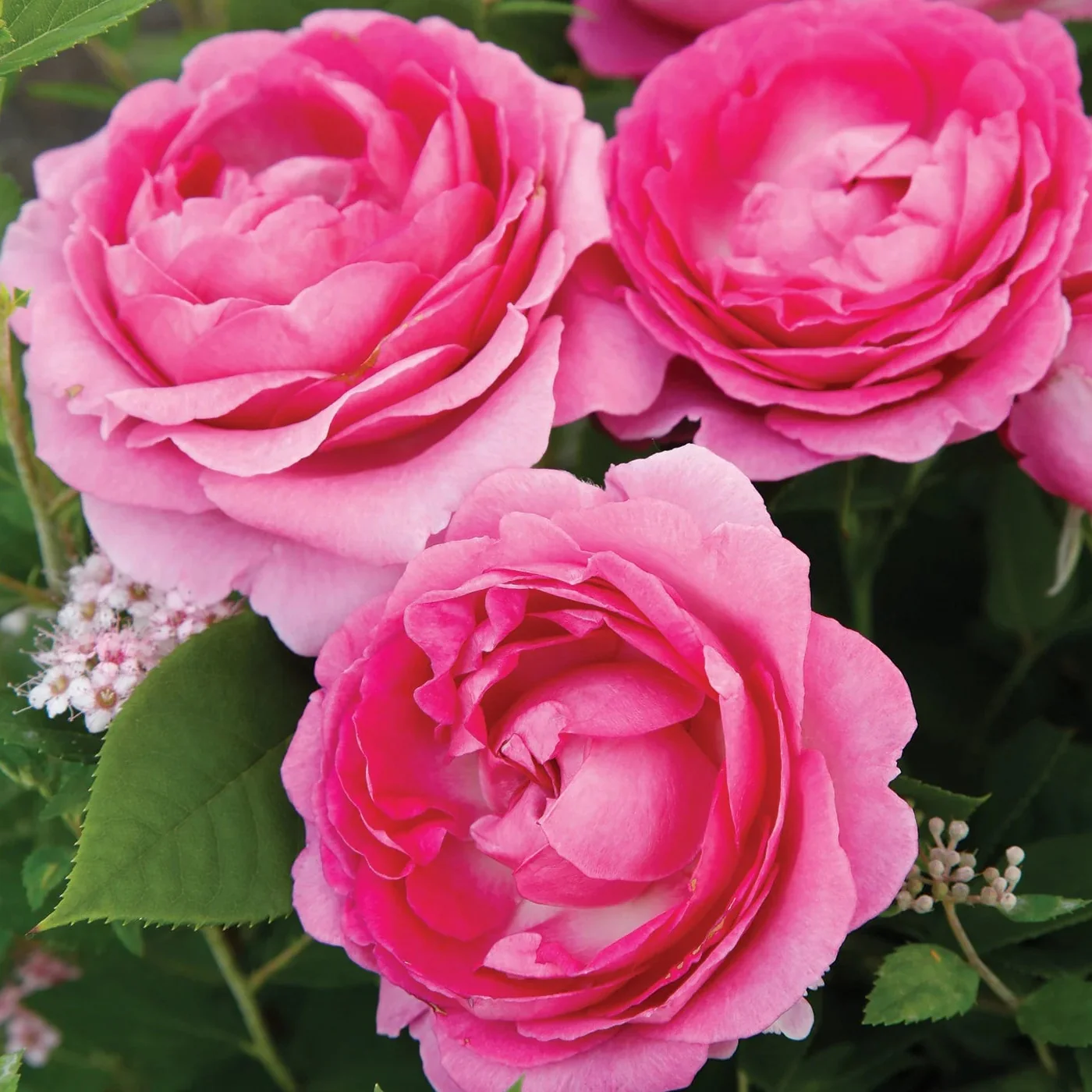 Raspberry Cupcake™ Rose | Star® Roses
