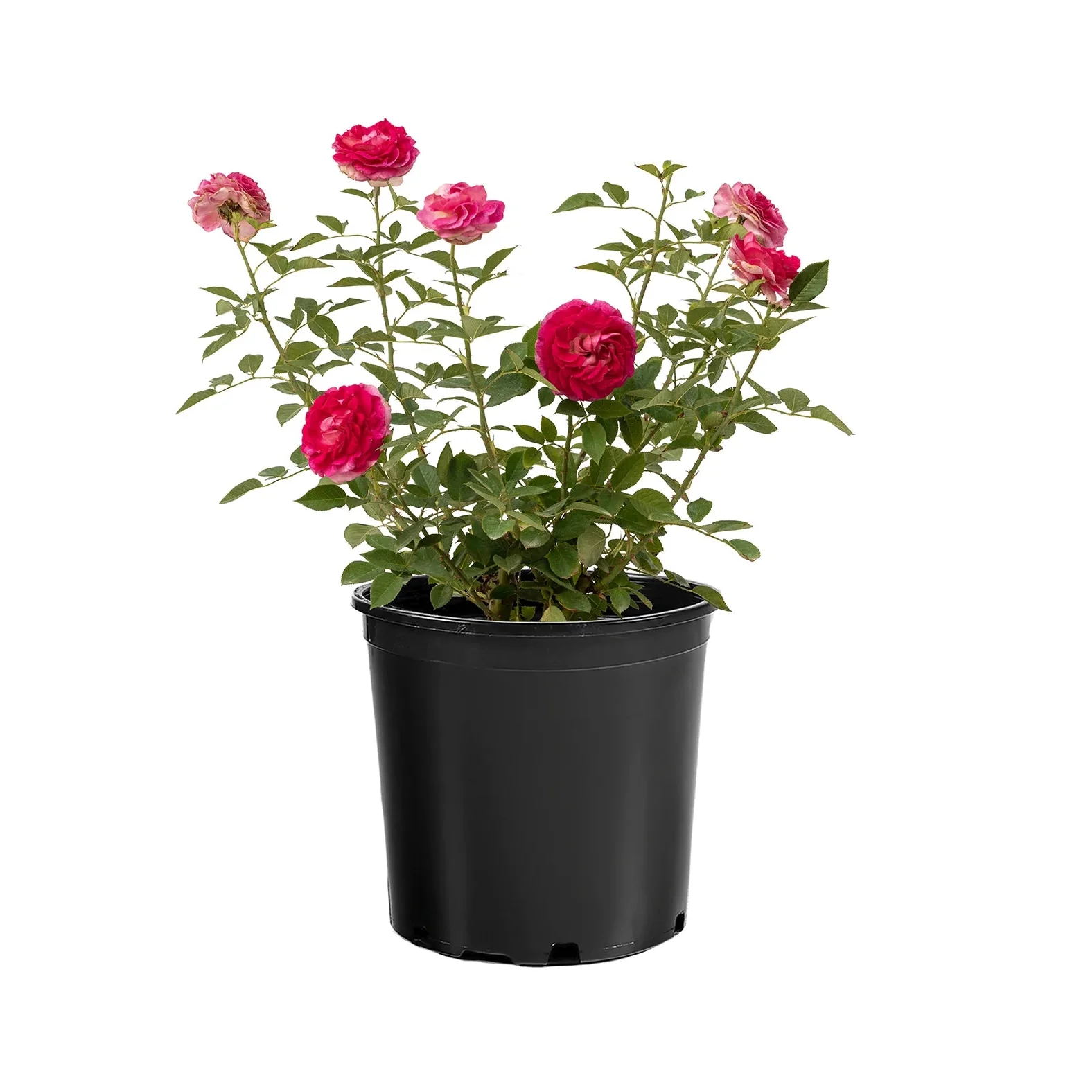 Raspberry Cupcake™ Rose | Star® Roses - Image 2