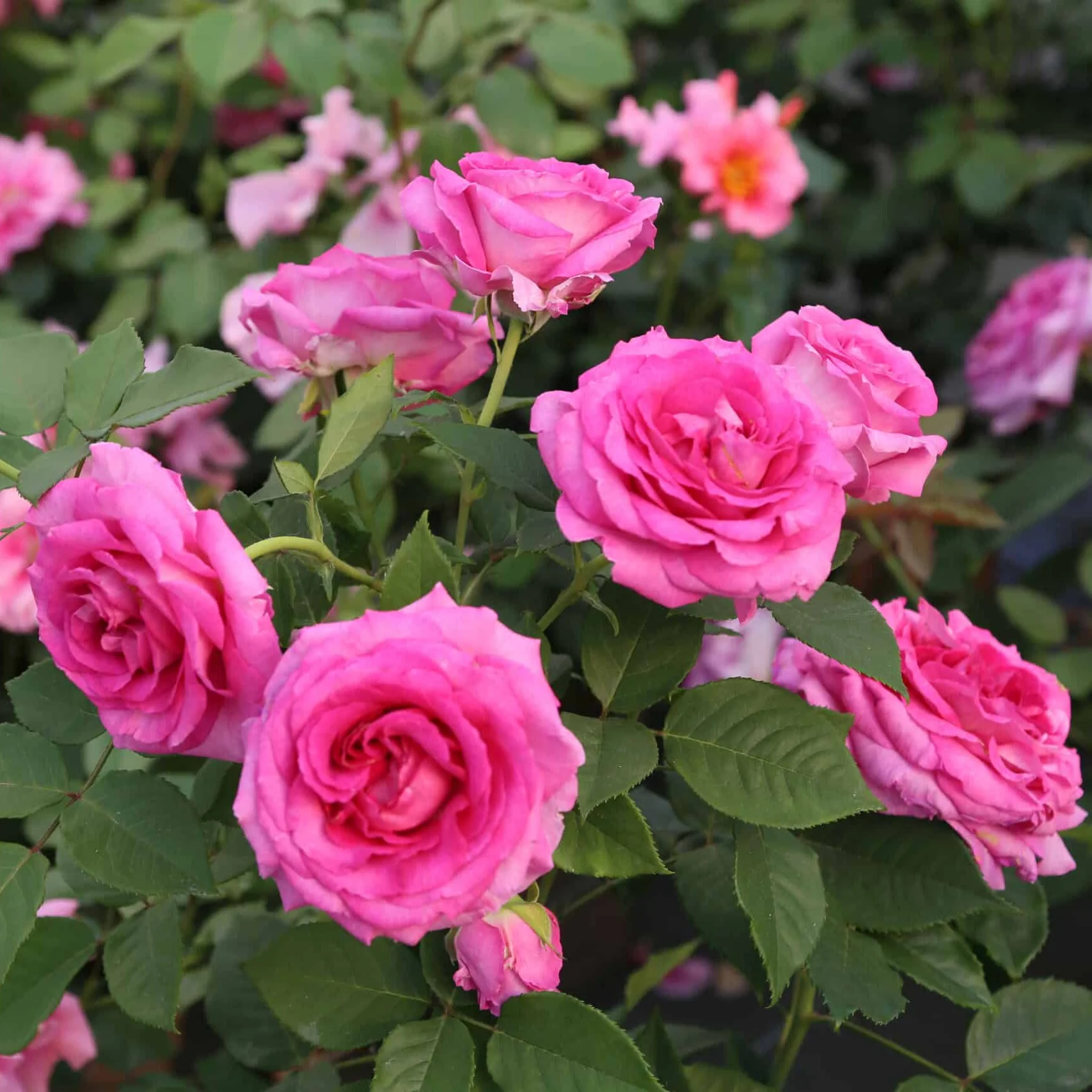 Raspberry Cupcake™ Rose | Star® Roses - Image 3