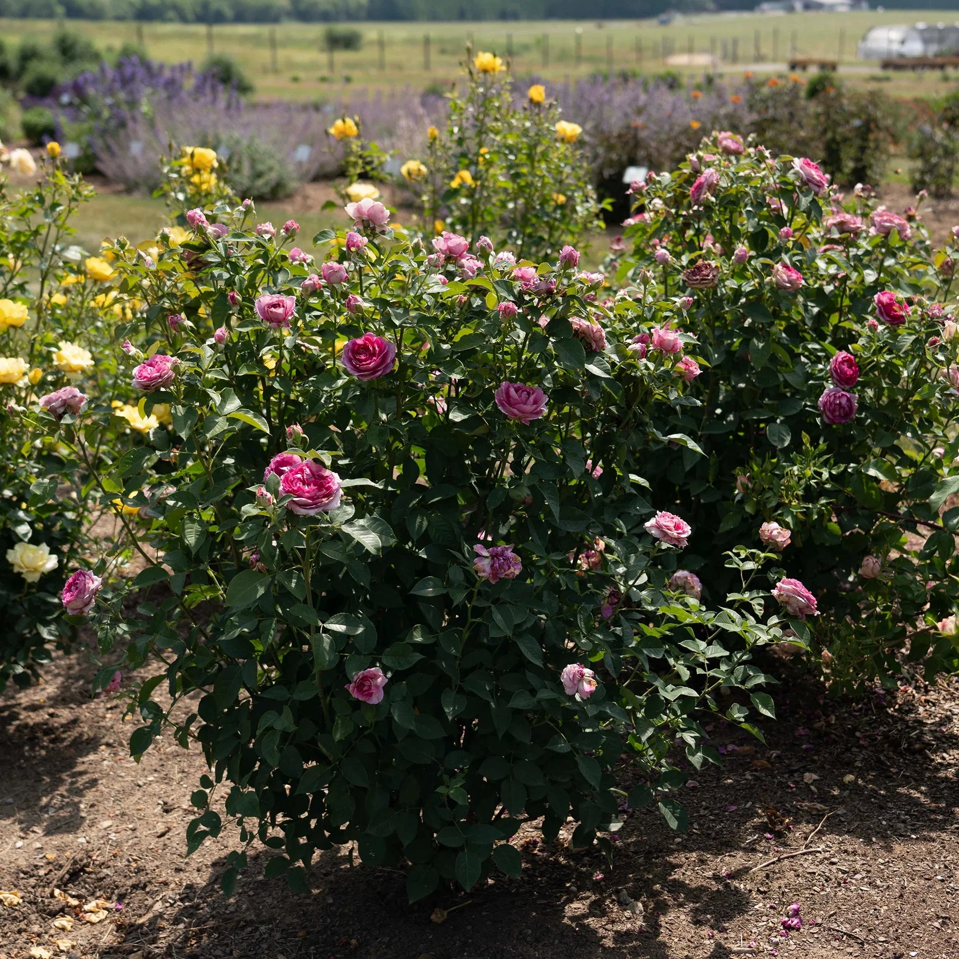 Raspberry Cupcake™ Rose | Star® Roses - Image 4