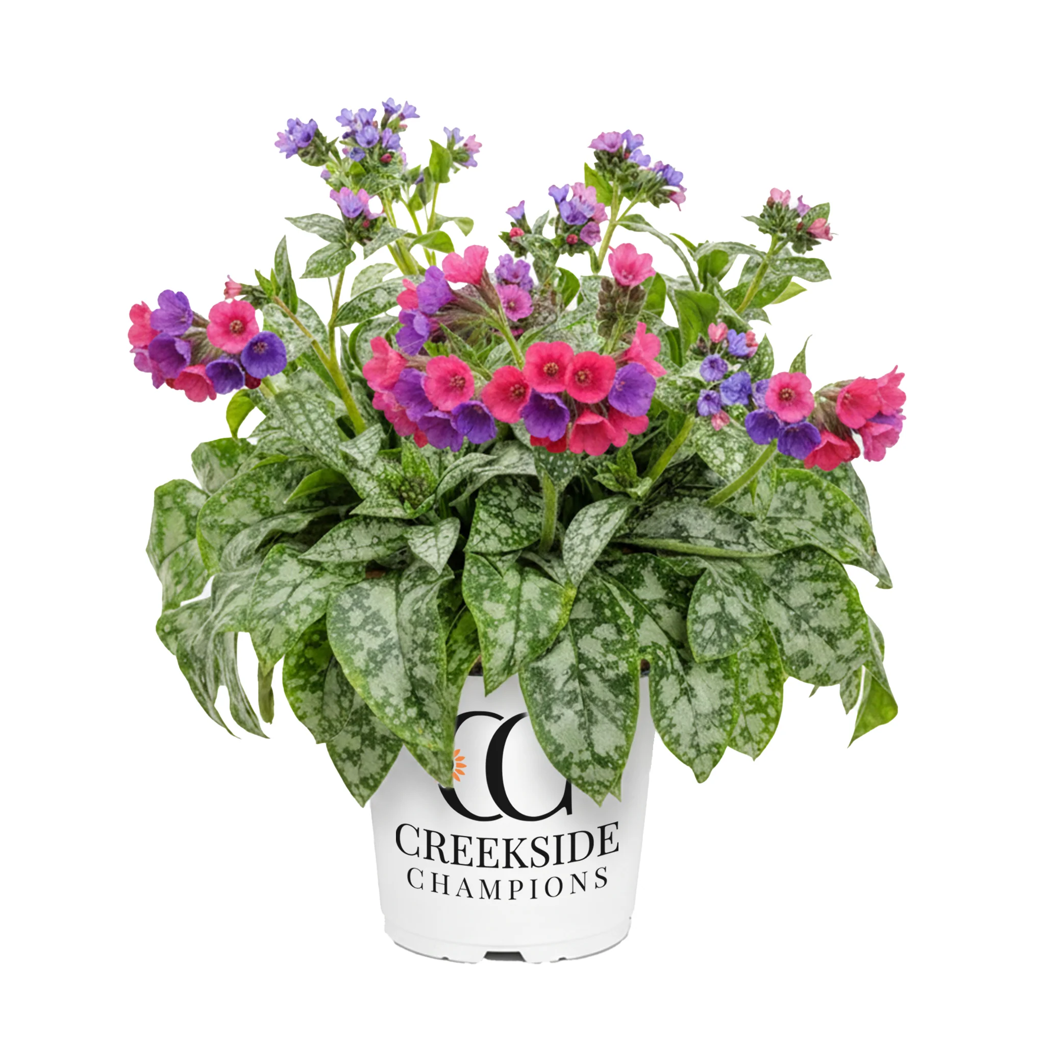 Raspberry Splash' Pulmonaria | Creekside Champions™