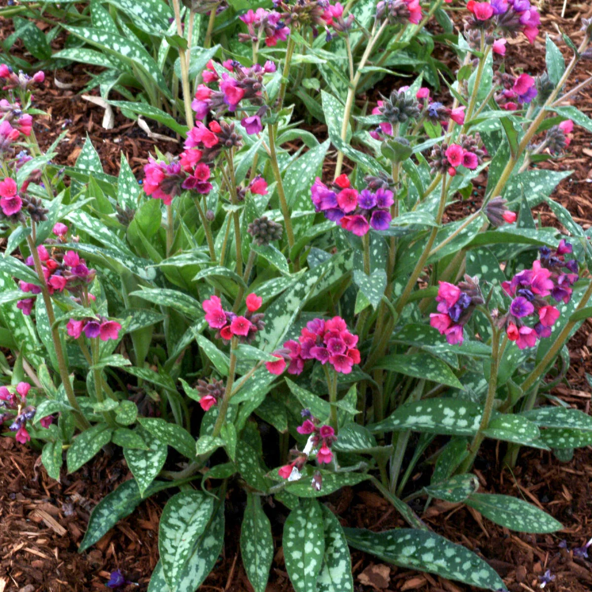 Raspberry Splash' Pulmonaria | Creekside Champions™ - Image 2