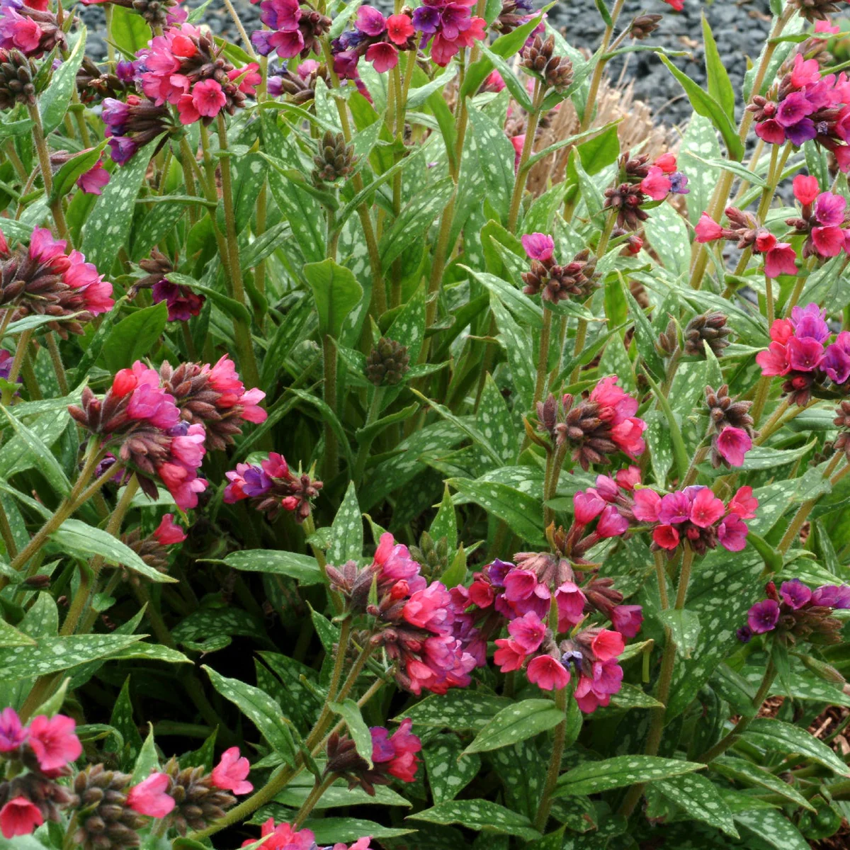 Raspberry Splash' Pulmonaria | Creekside Champions™ - Image 3