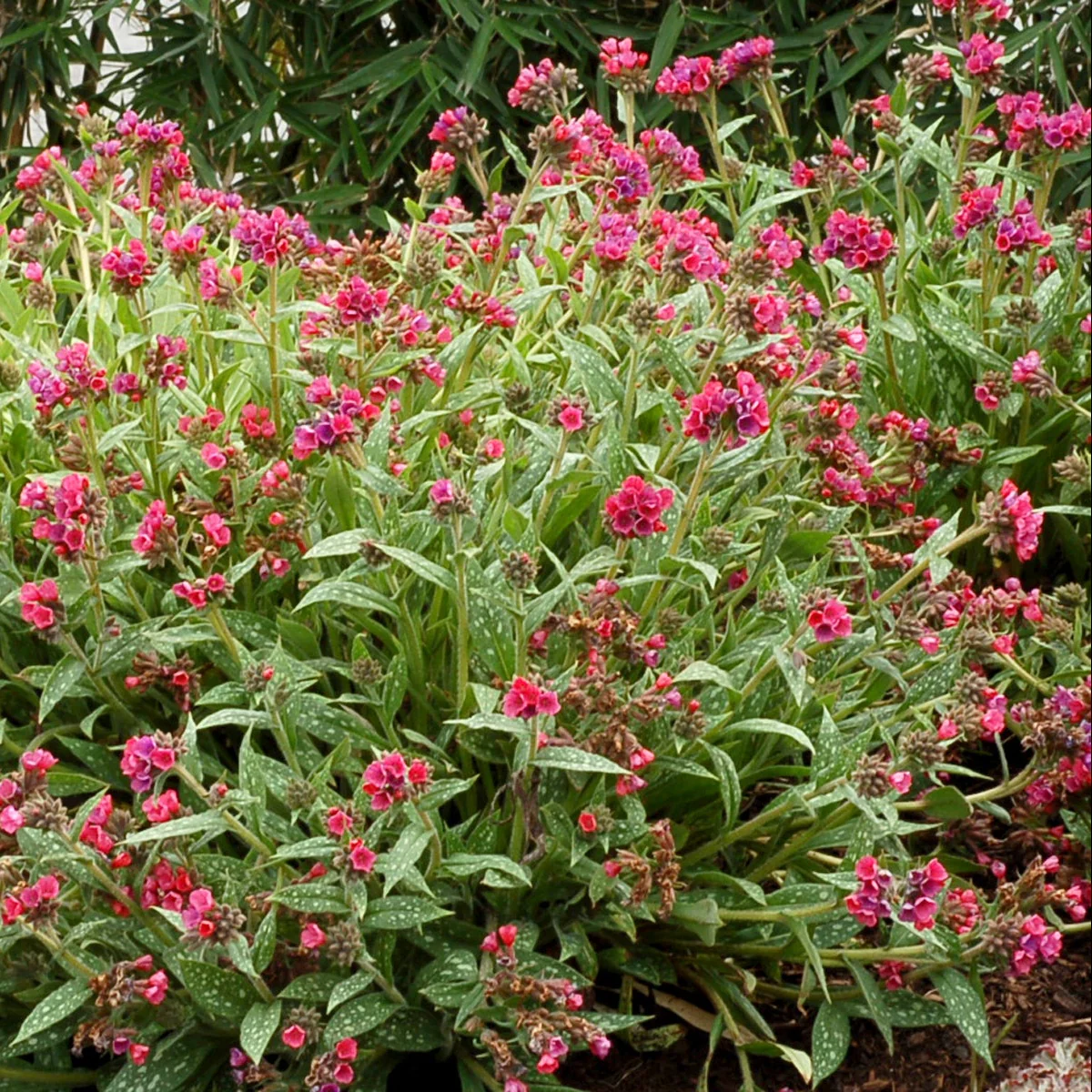 Raspberry Splash' Pulmonaria | Creekside Champions™ - Image 4