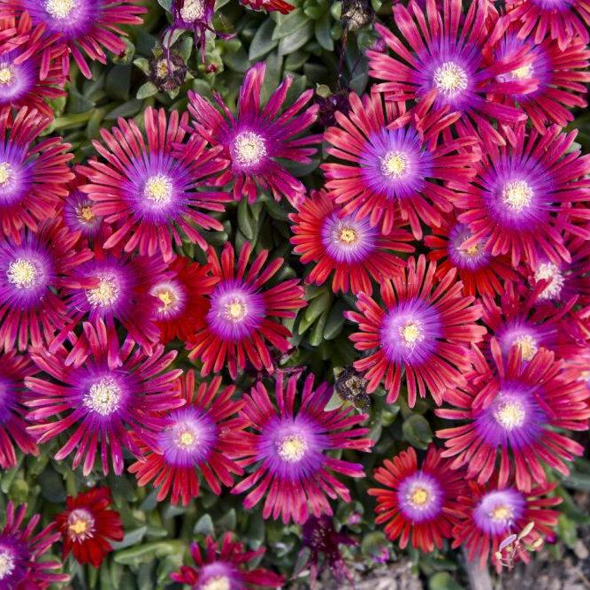 Razzle Dazzle' Delosperma