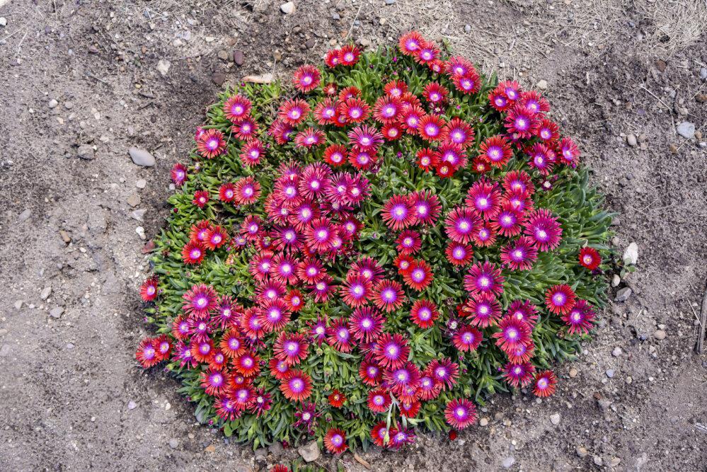 Razzle Dazzle' Delosperma - Image 2