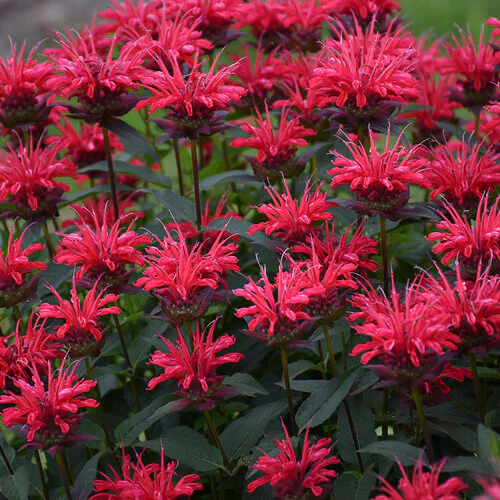 Upscale® 'Red Velvet' Monarda | Proven Winners®