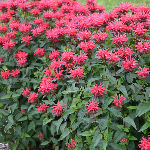 Upscale® 'Red Velvet' Monarda | Proven Winners® - Image 2