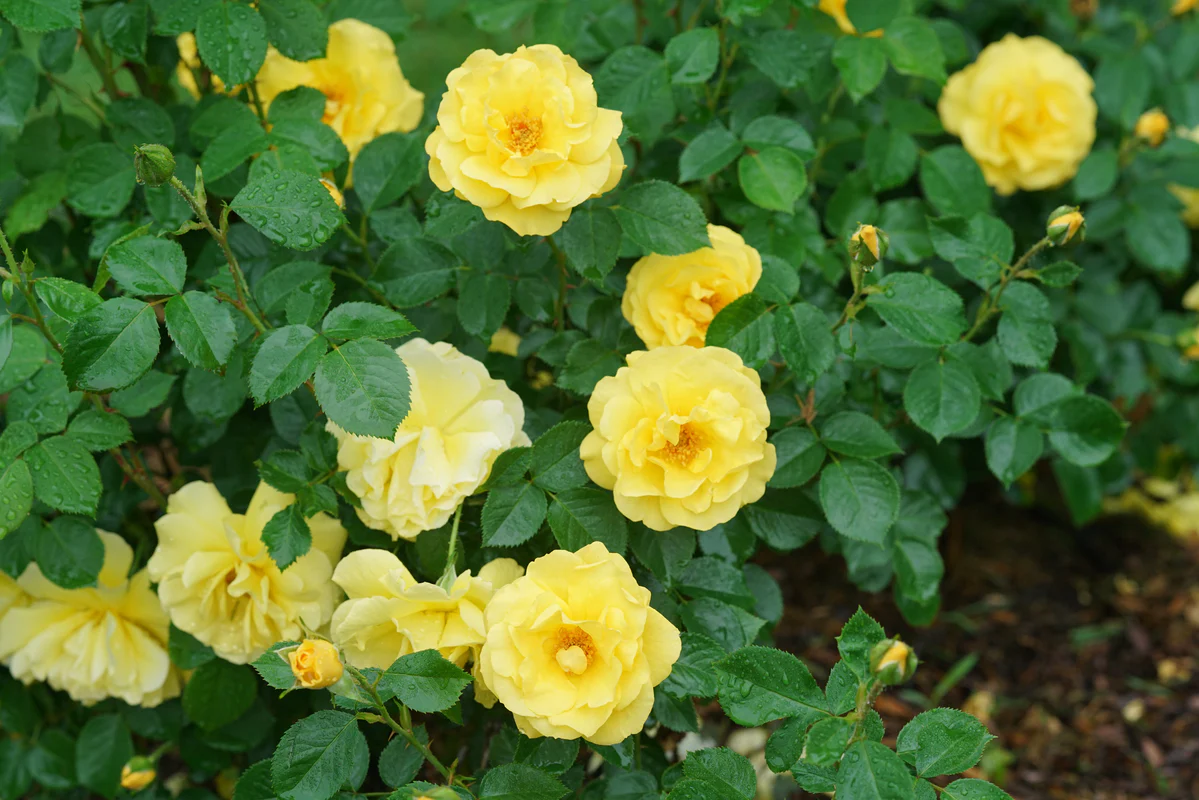 REMINISCENT® Yellow Garden Rose | Proven Winners® - Image 2