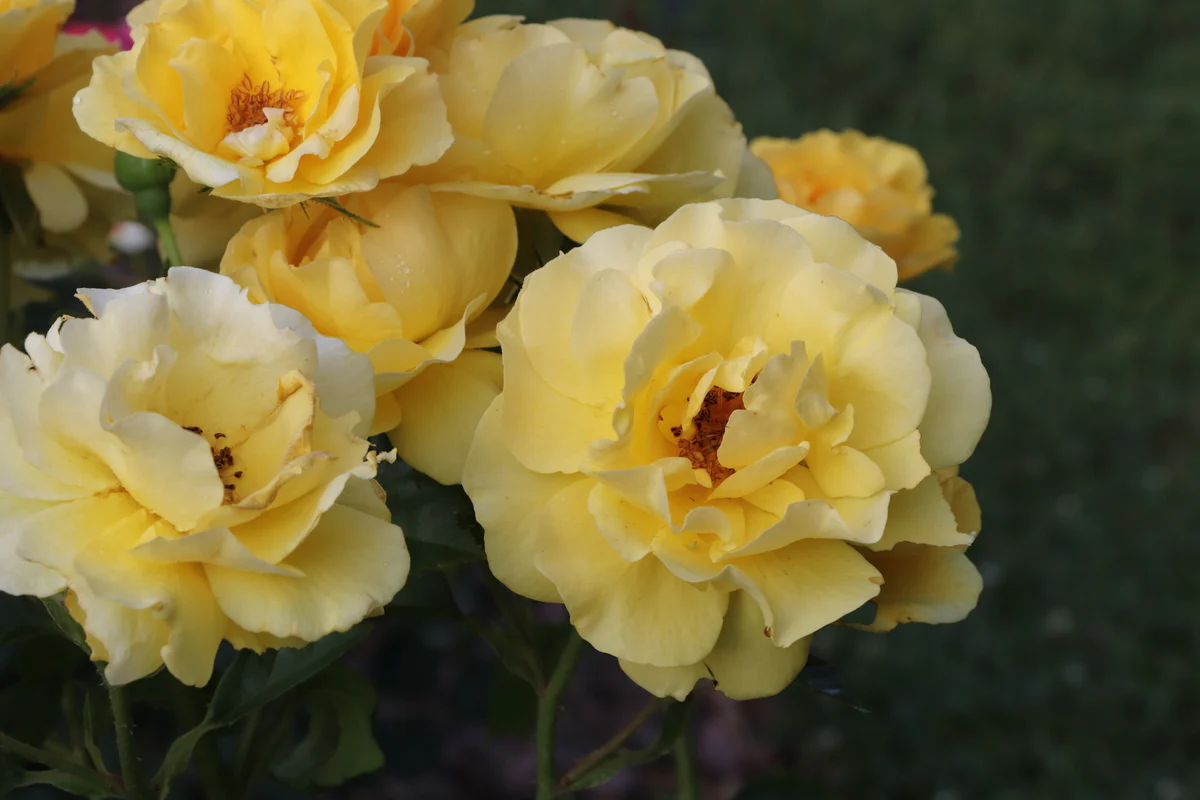 REMINISCENT® Yellow Garden Rose | Proven Winners® - Image 3