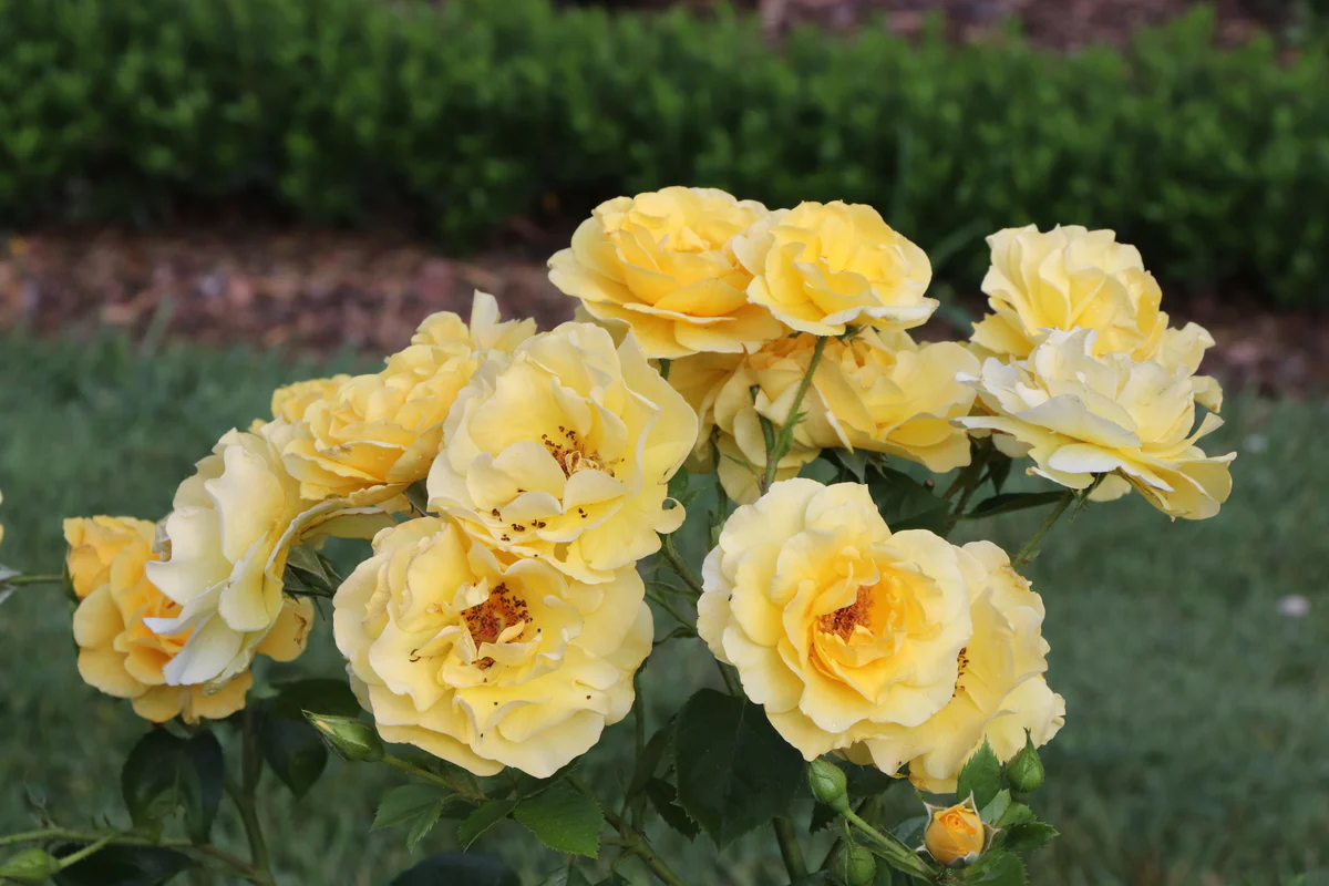 REMINISCENT® Yellow Garden Rose | Proven Winners® - Image 4