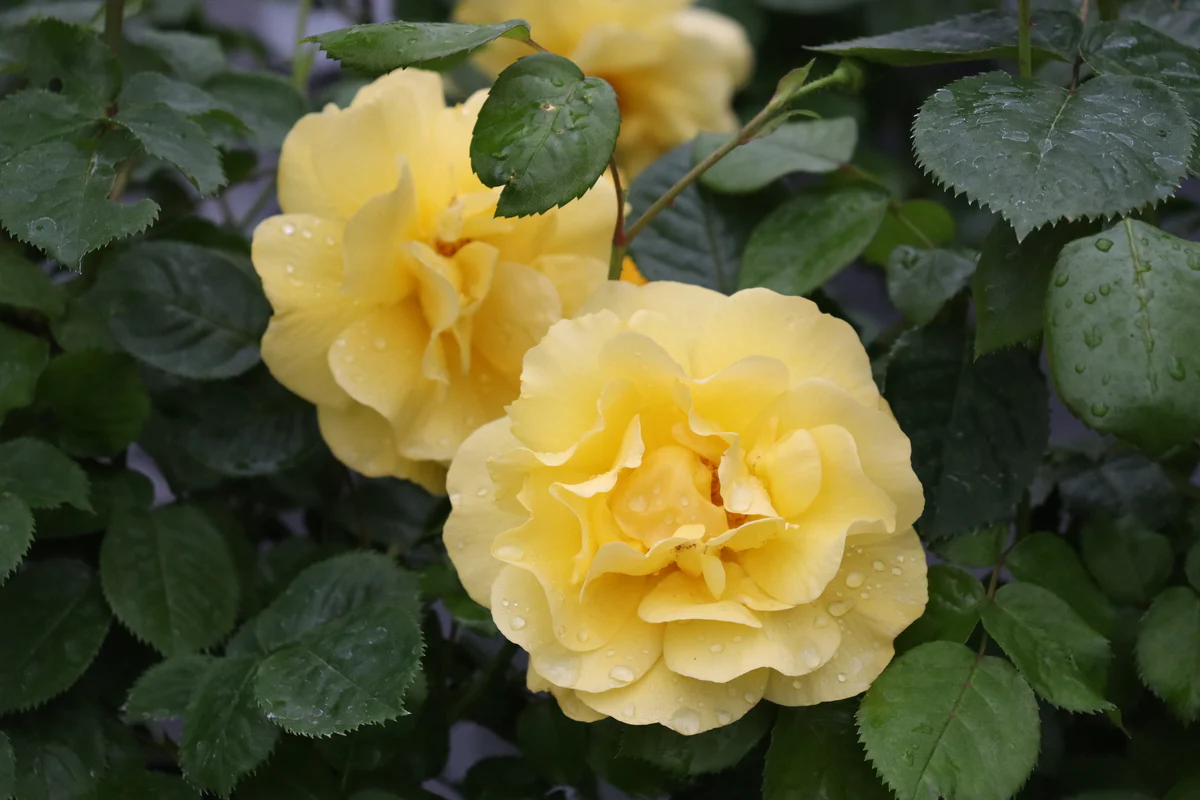 REMINISCENT® Yellow Garden Rose | Proven Winners® - Image 5