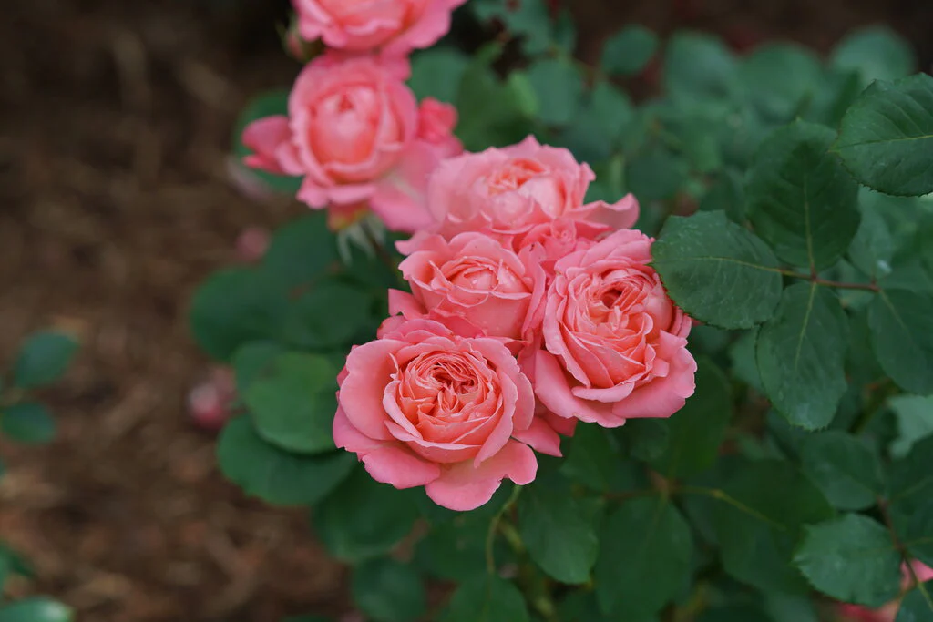 REMINISCENT™ Coral Rose - Image 5