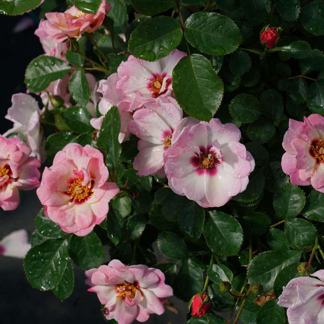 RINGO® Double Pink Rose - Image 3