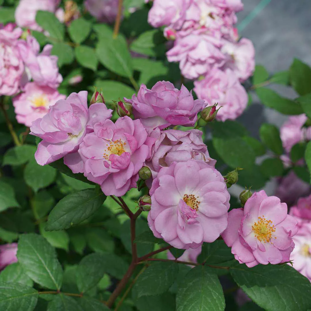 RISE UP LILAC DAYS™ Rose - Image 4