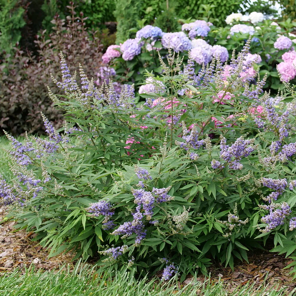 ROCK STEADY®  Chastetree | Proven Winners®
