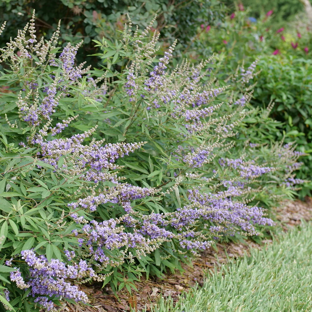 ROCK STEADY®  Chastetree | Proven Winners® - Image 3