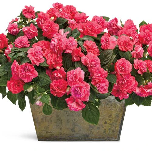 Rockapulco® Coral Reef Double Impatiens | Proven Winners® - Image 2
