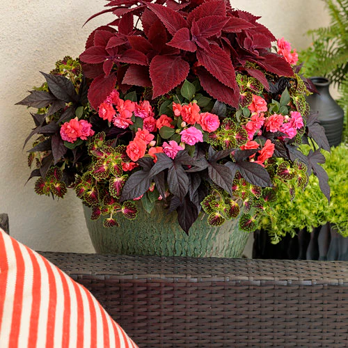 Rockapulco® Coral Reef Double Impatiens | Proven Winners® - Image 3