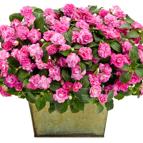 Rockapulco® Rose Double Impatiens | Proven Winners® - Image 2