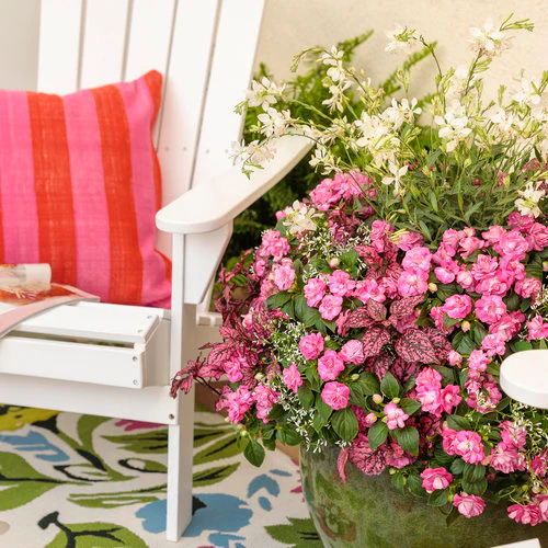 Rockapulco® Rose Double Impatiens | Proven Winners® - Image 3