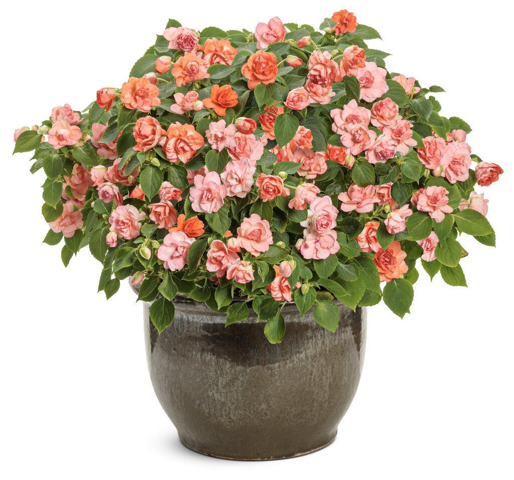 Rockapulco® Tropical Shades Double Impatiens | Proven Winners® - Image 2