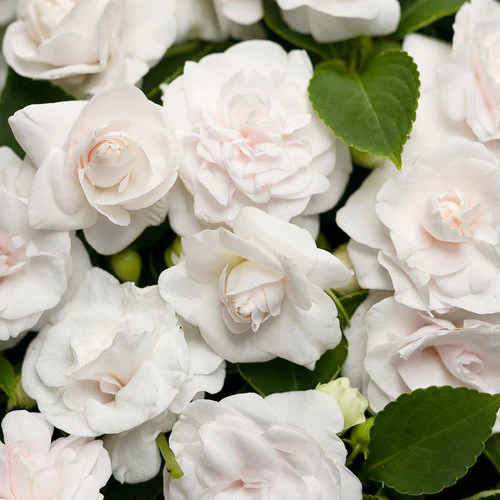 Rockapulco® White Double Impatiens | Proven Winners® - Image 2