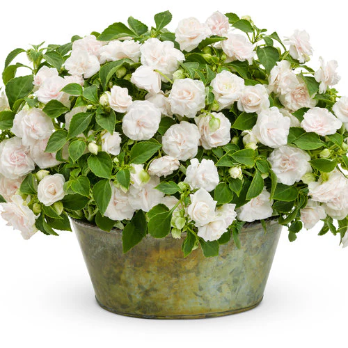 Rockapulco® White Double Impatiens | Proven Winners® - Image 3